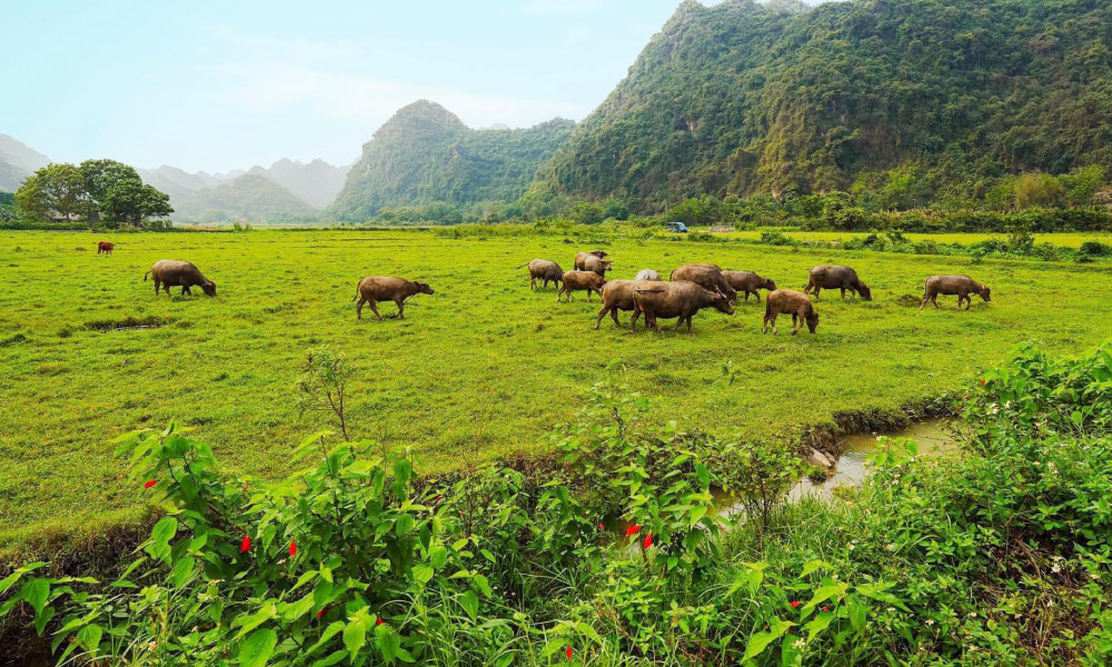 A field in Viet Hai village with buffalos standing.