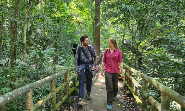 A couple walking on a bridge in the middle of a forest.