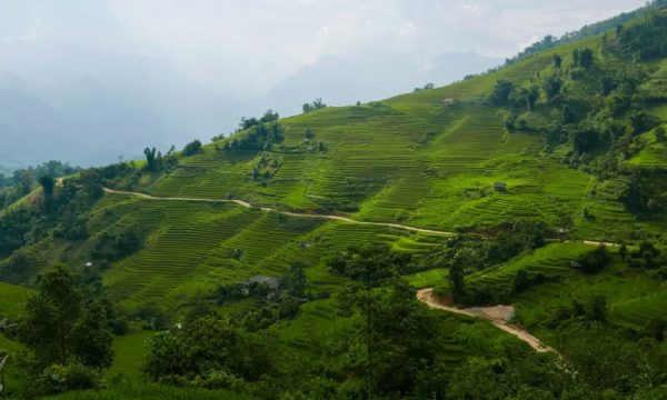 A trail on the green rice terraces of Sapa.