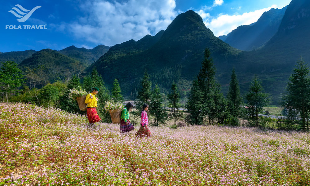 Three girls in the middle of Ha Giang buckwheat flower field.