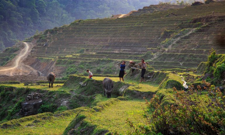 Poeple farming on a rice terraced field.