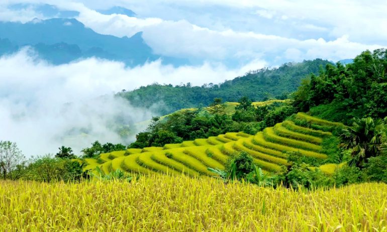 Ha Giang terraced rice fields.