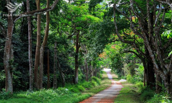 A small trail through the forest with green trees on the sides.
