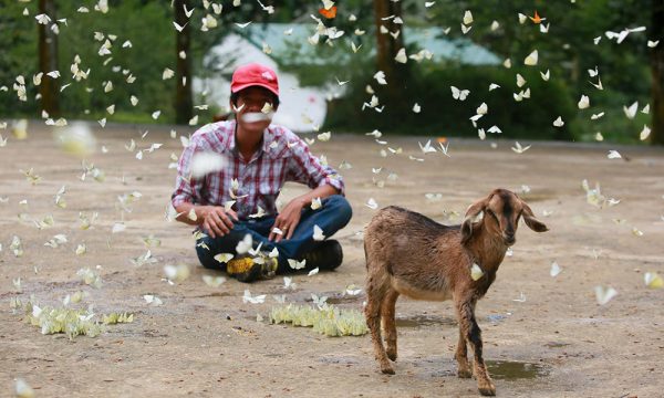 A man sitting next to a deer with many butterflies flying around them.