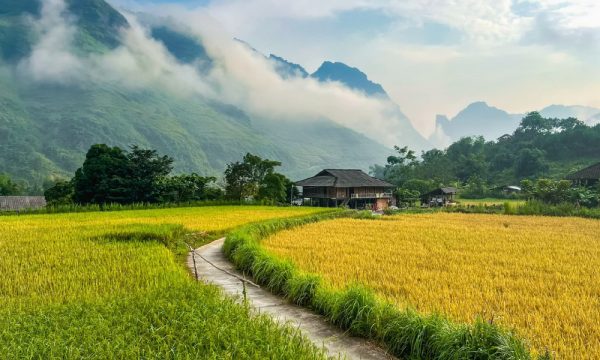 A rice field with a small trail leading to a house.