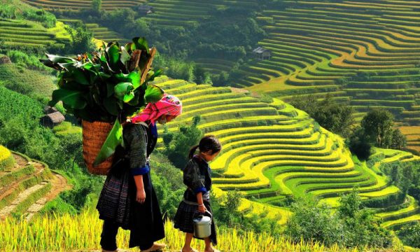 Two people walking in the terraced rice fields of Sapa.