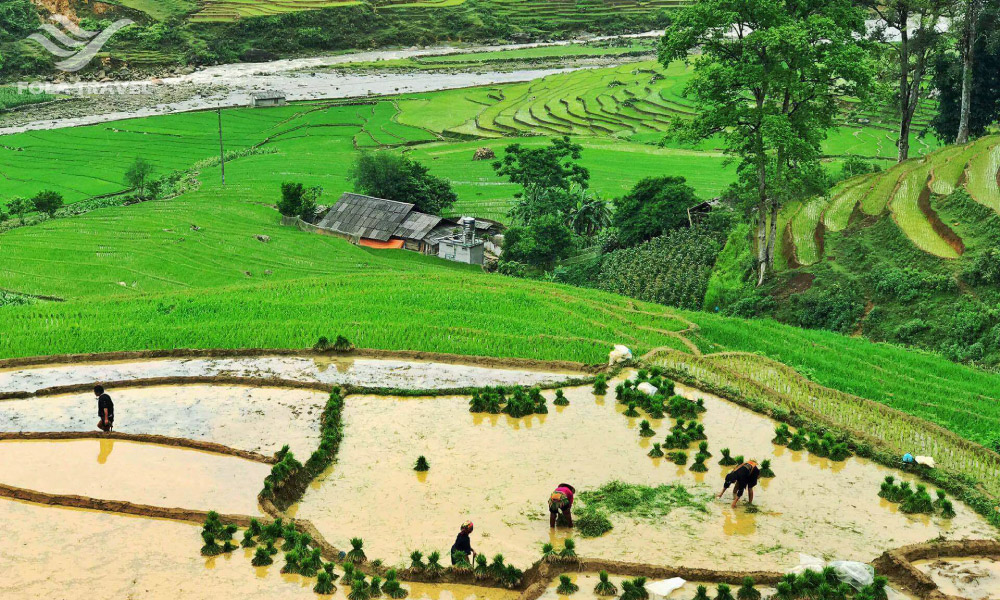 Farmers planting rice in the green field.