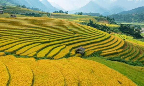 Golden rice fields in Sapa.