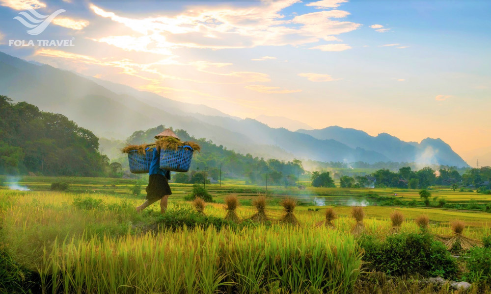 A man in the middle of Ha Giang rice field harvesting rice.