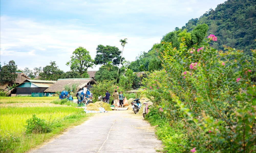 People in Ha Giang harvesting rice.