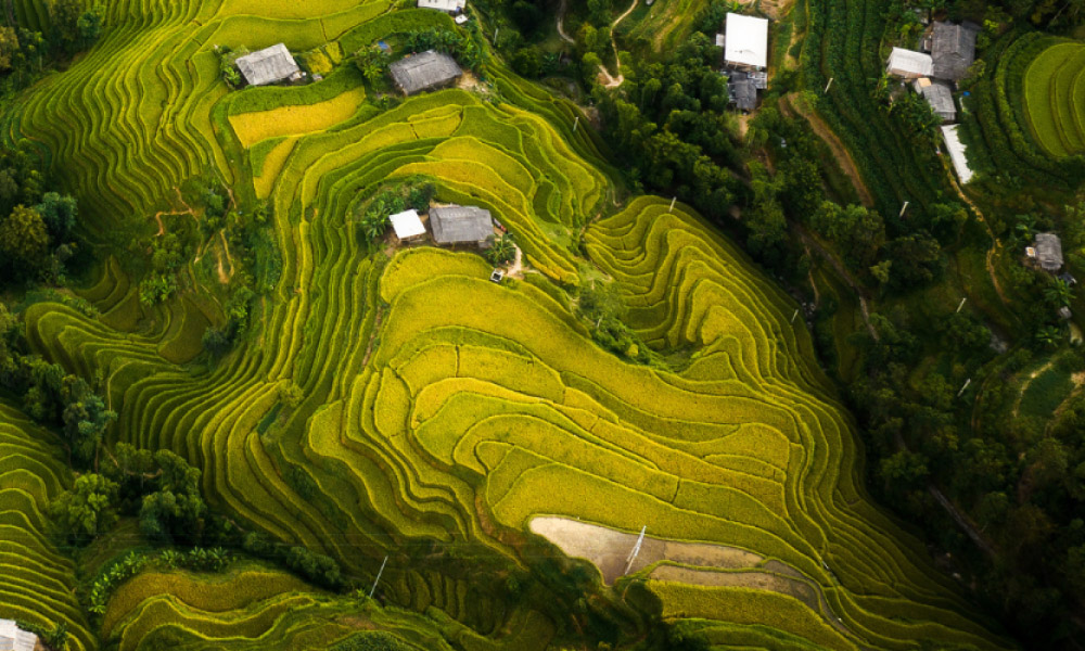 Rice fields and houses in Ha Ginag from above.