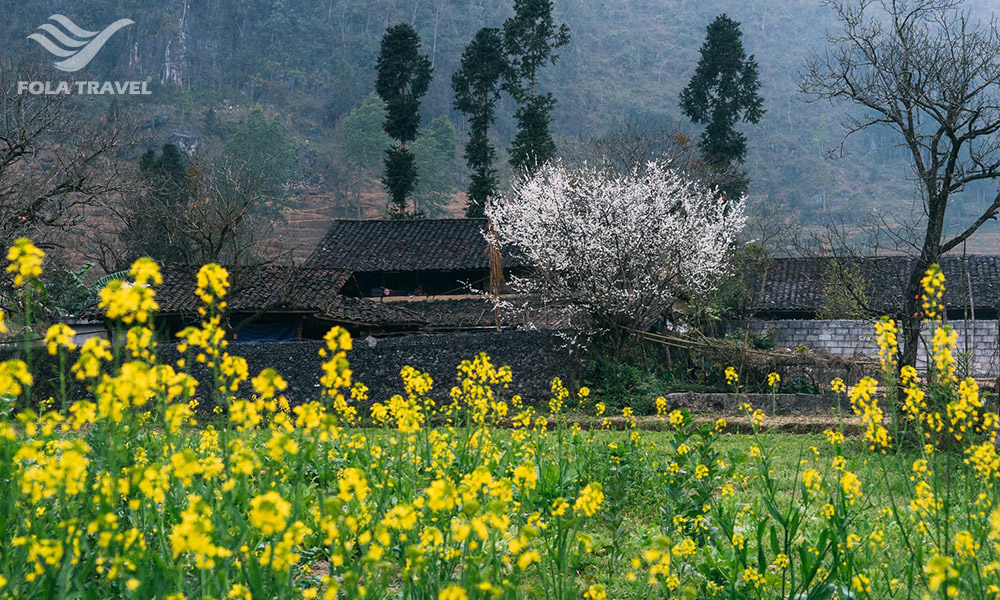 Houses in Ha Giang behind a yellow flower field.