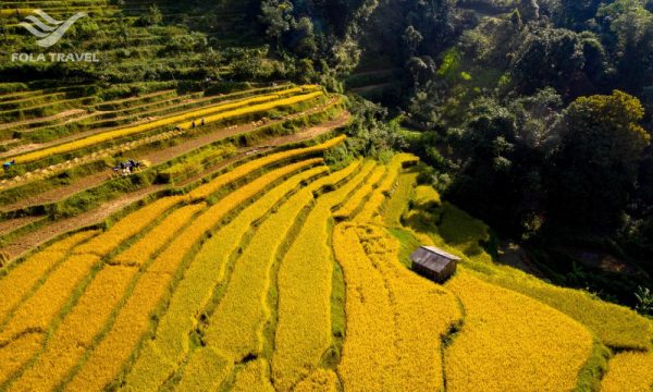 Golden terraces with people harvesting rice.
