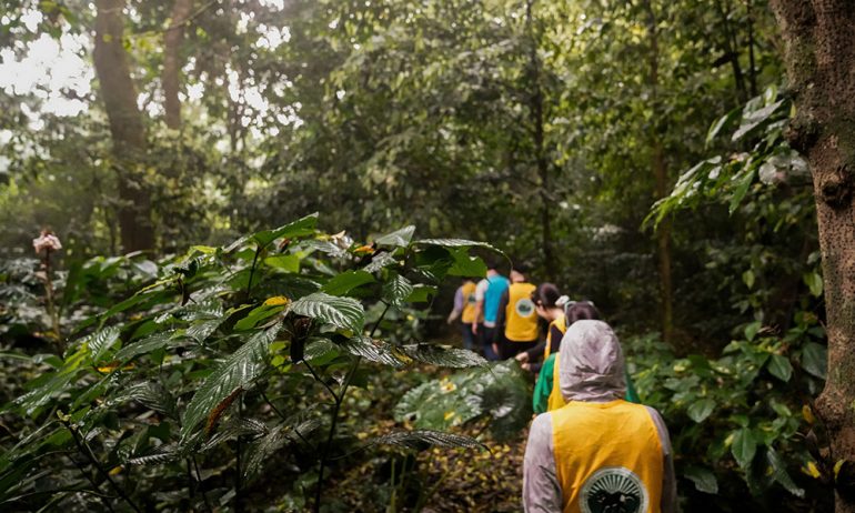 Group of visitors hiking in the forest.