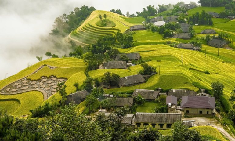 Houses between rice fields.