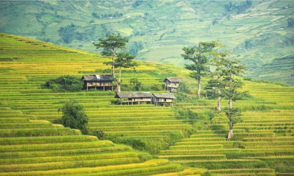 Houses on the rice terraces.