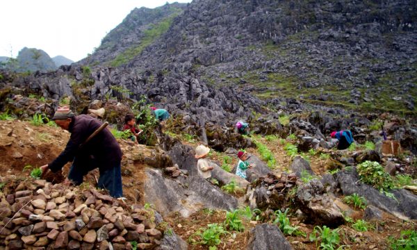 Local Ha Giang people and babies planting trees in Dong Van geopark.