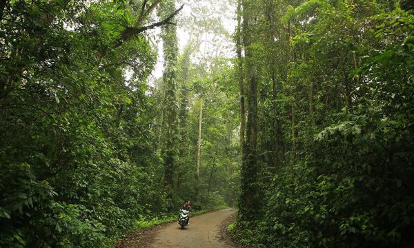 A motorbike riding on a trail in the middle of a forest.