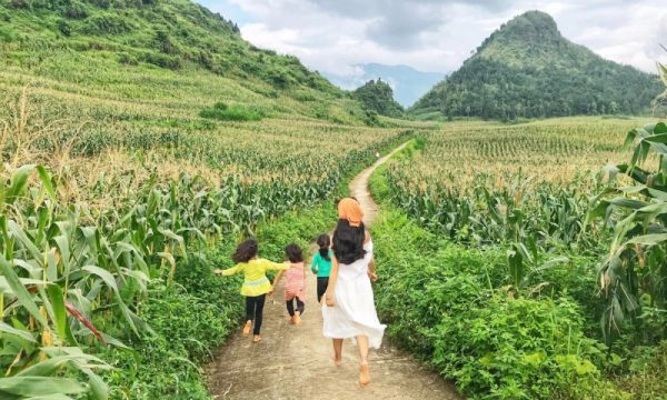 A girl and three children in the middle of a corn field in Nam Dam village.