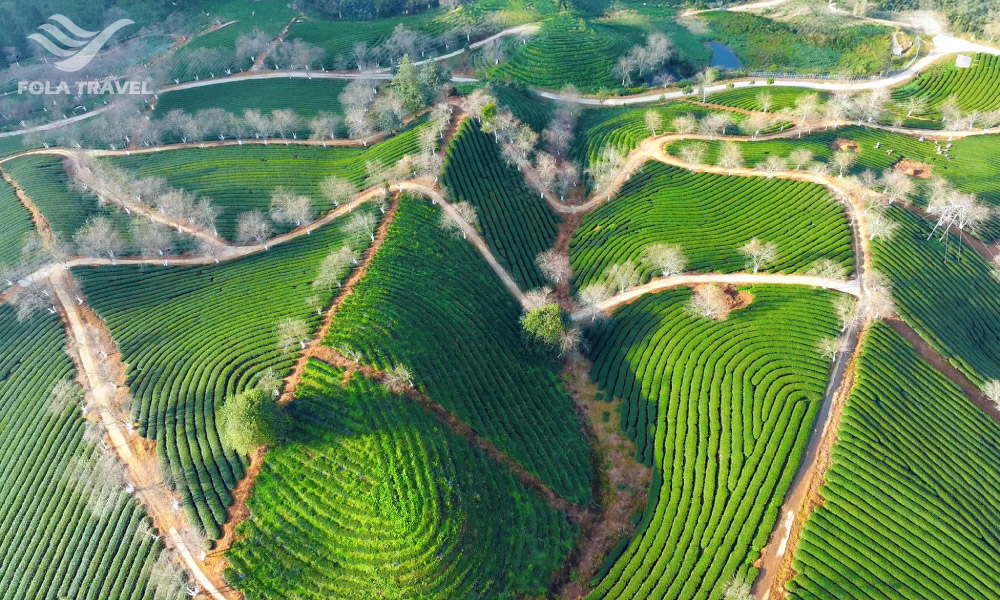 Sapa oolong tea hill from above.