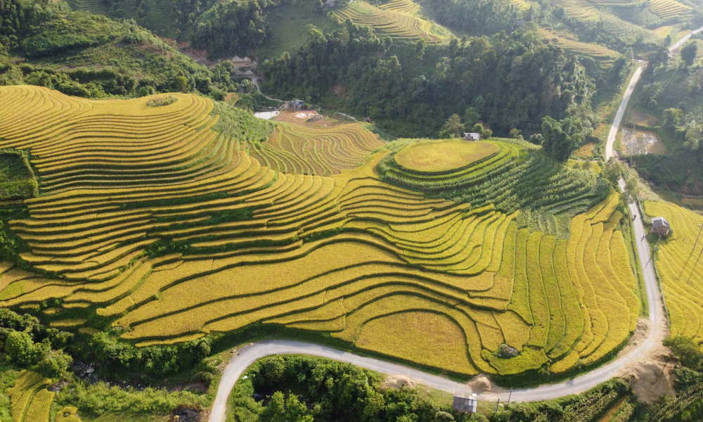 Sapa golden terraces from above.