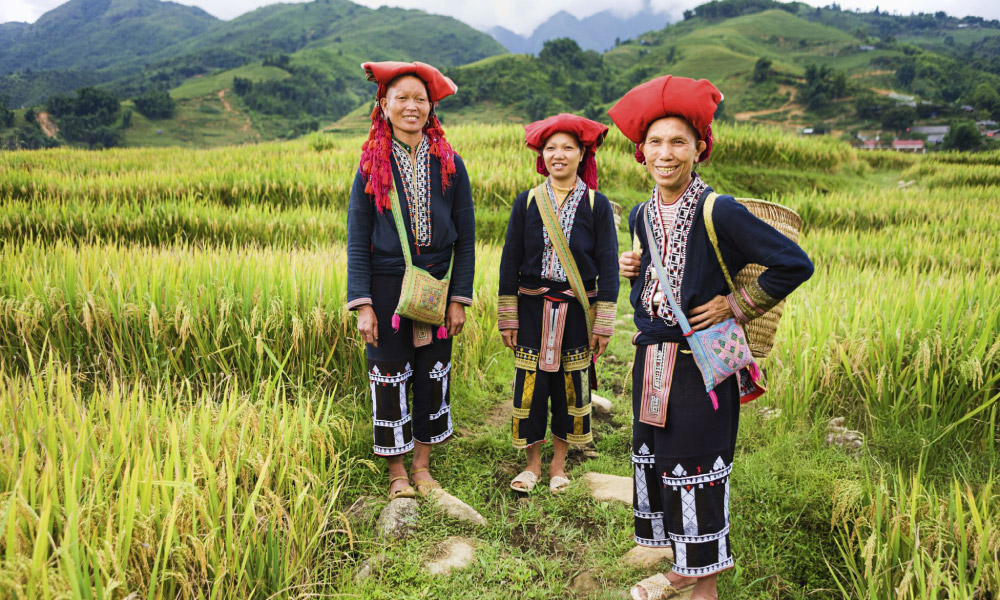 Three Red Dao women in the rice field.