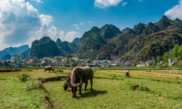 Water buffalos on rice fields in Ha Giang.