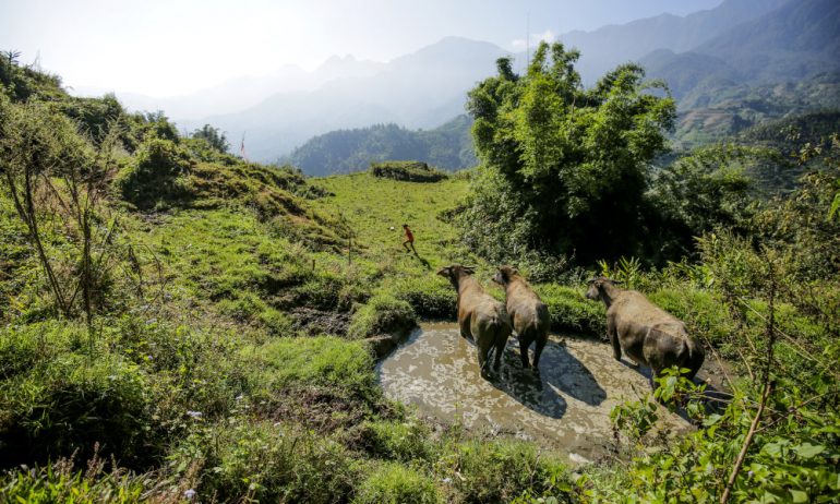 A rural area with buffalos in the middle of trees.