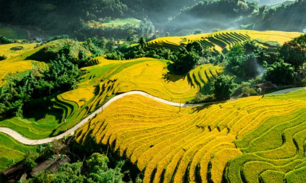 Golden rice terraces in Sapa from above.