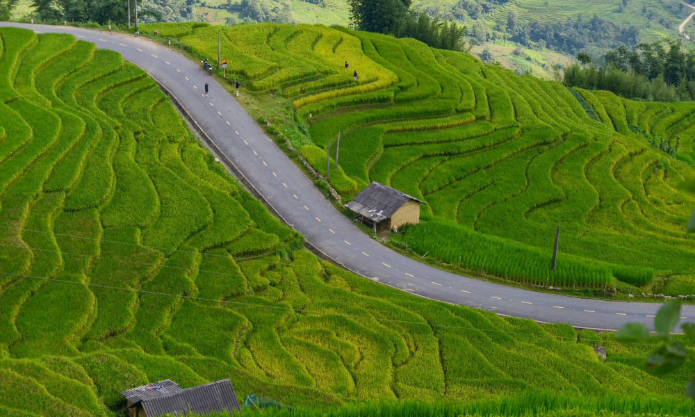 People taking pictures on the road in the middle of green rice fields.