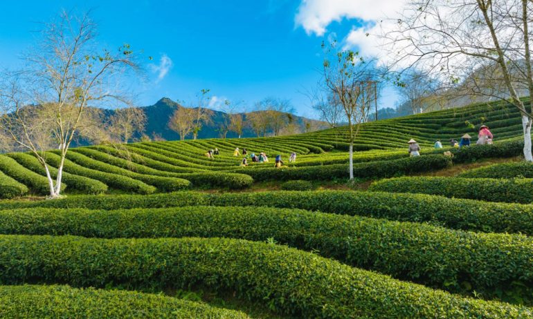 People harvesting tea on Oolong tea hill in Sapa.