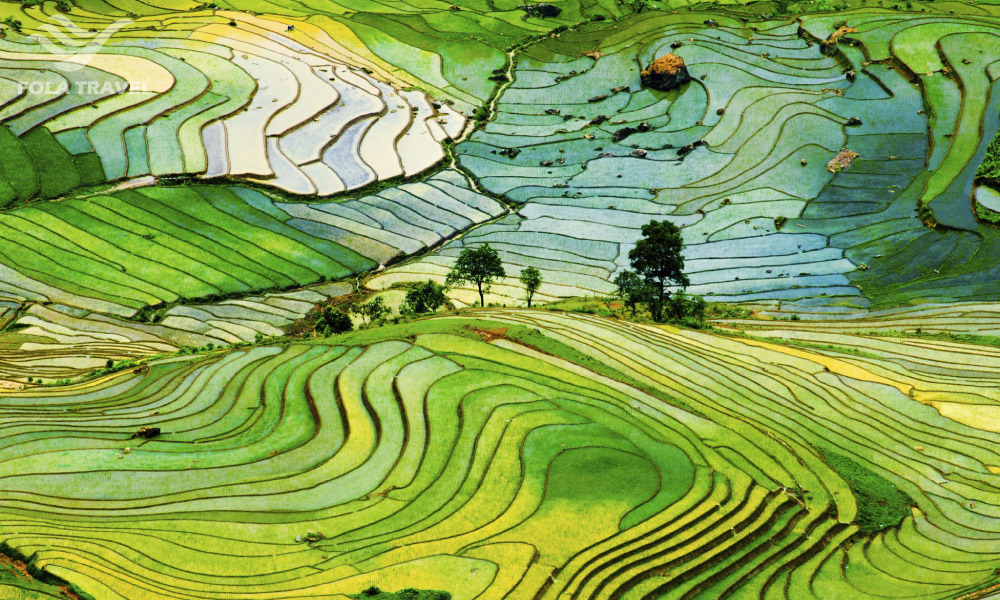 Sapa rice fields during water season.