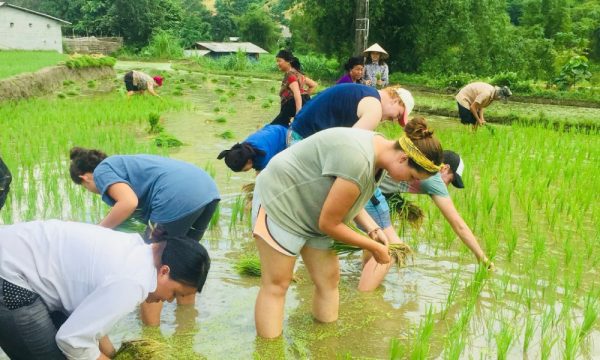 Sapa tourists try planting rice.