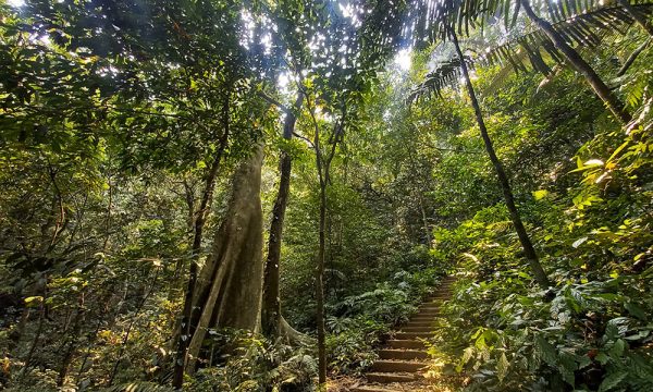 A staircase to treck in the middle of Cuc Phuong forest.