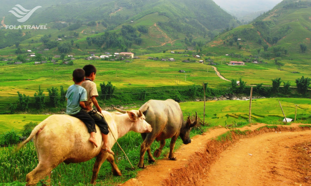 Two kids on a buffalo with view of Sapa rice field behind.