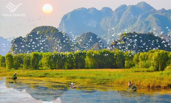 Overview of the bird park in Ninh Binh with a golden field and many birds flying through.