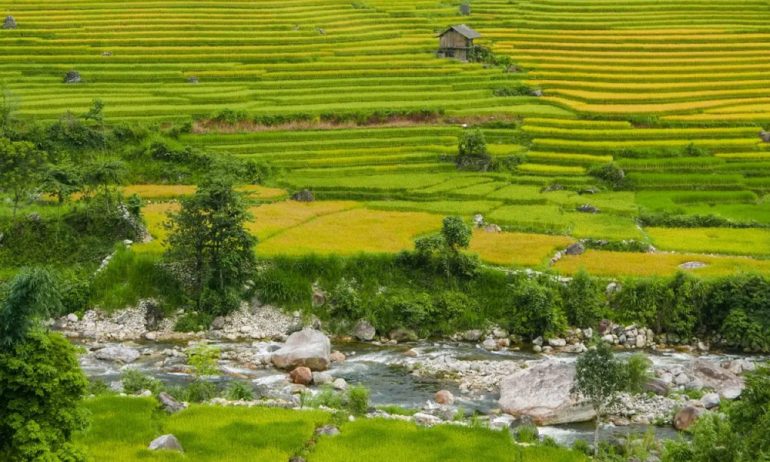 Terraced rice fields.