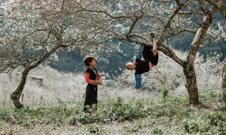 Two boys playing under a flower tree.