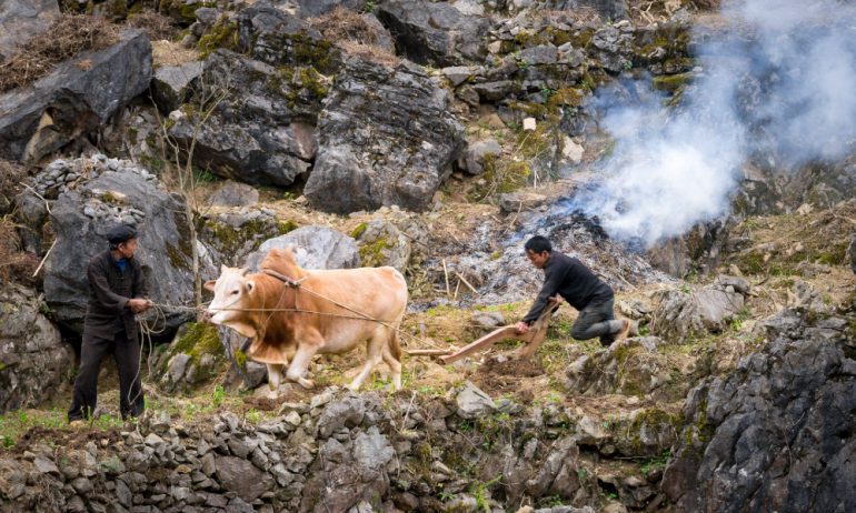 Two men and a cow on the stones in Dong Van geopark.