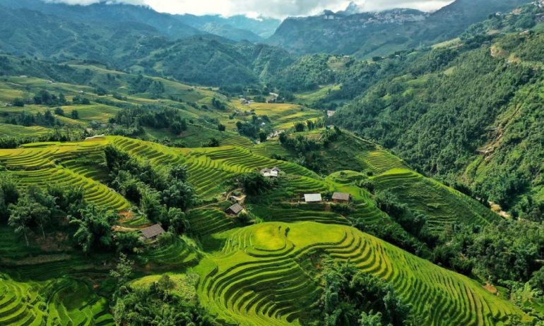 Rice fields in Sapa panorama.