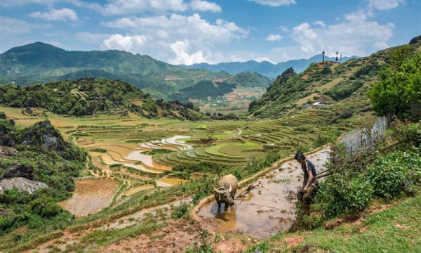 A farmer and a buffalo in a terraced field in Sapa.