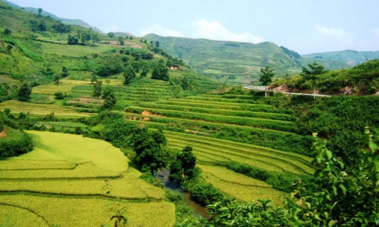 Panorama of many rice field terraces.