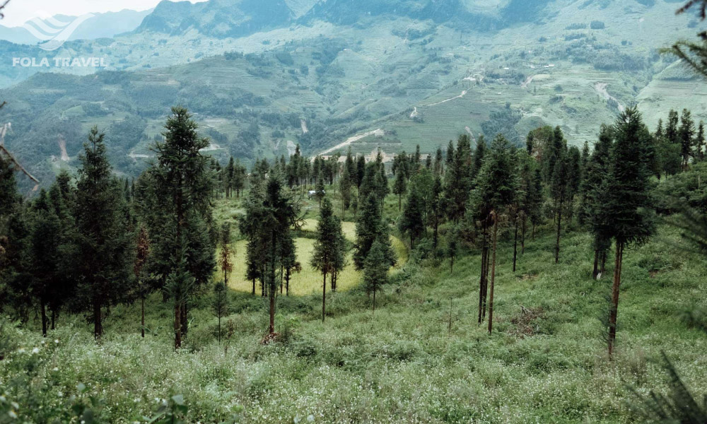 The pine forest in Yen Minh district.