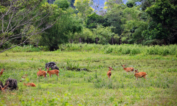 Deers in Cat Ba National Park.