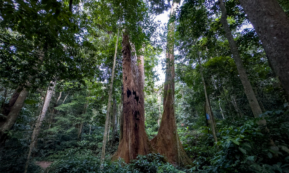Cho tree inside Cuc Phuong National Park.