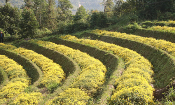Ban Ho flower fields.