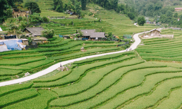 Close up of Sapa terraced fields in Lao Chai Village.