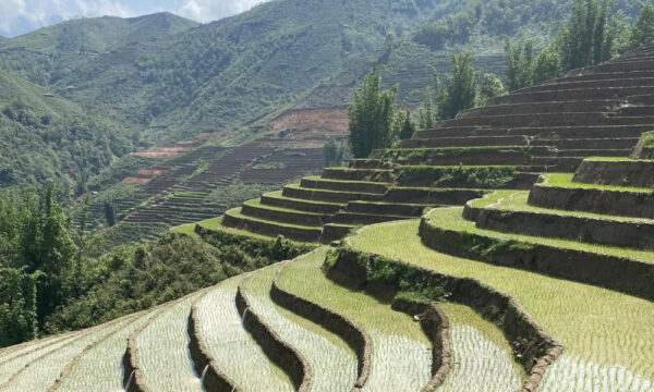 Close up of Ta Phin Village terraced fields.