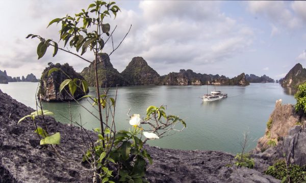 A cruise sailing in Bai Tu Long Bay.