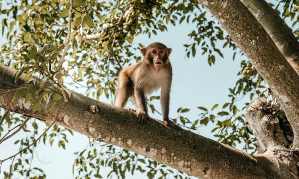 Monkey on a tree.